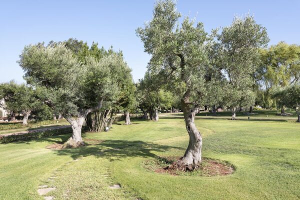 Acquafonda-piscina-spazi-verde-16